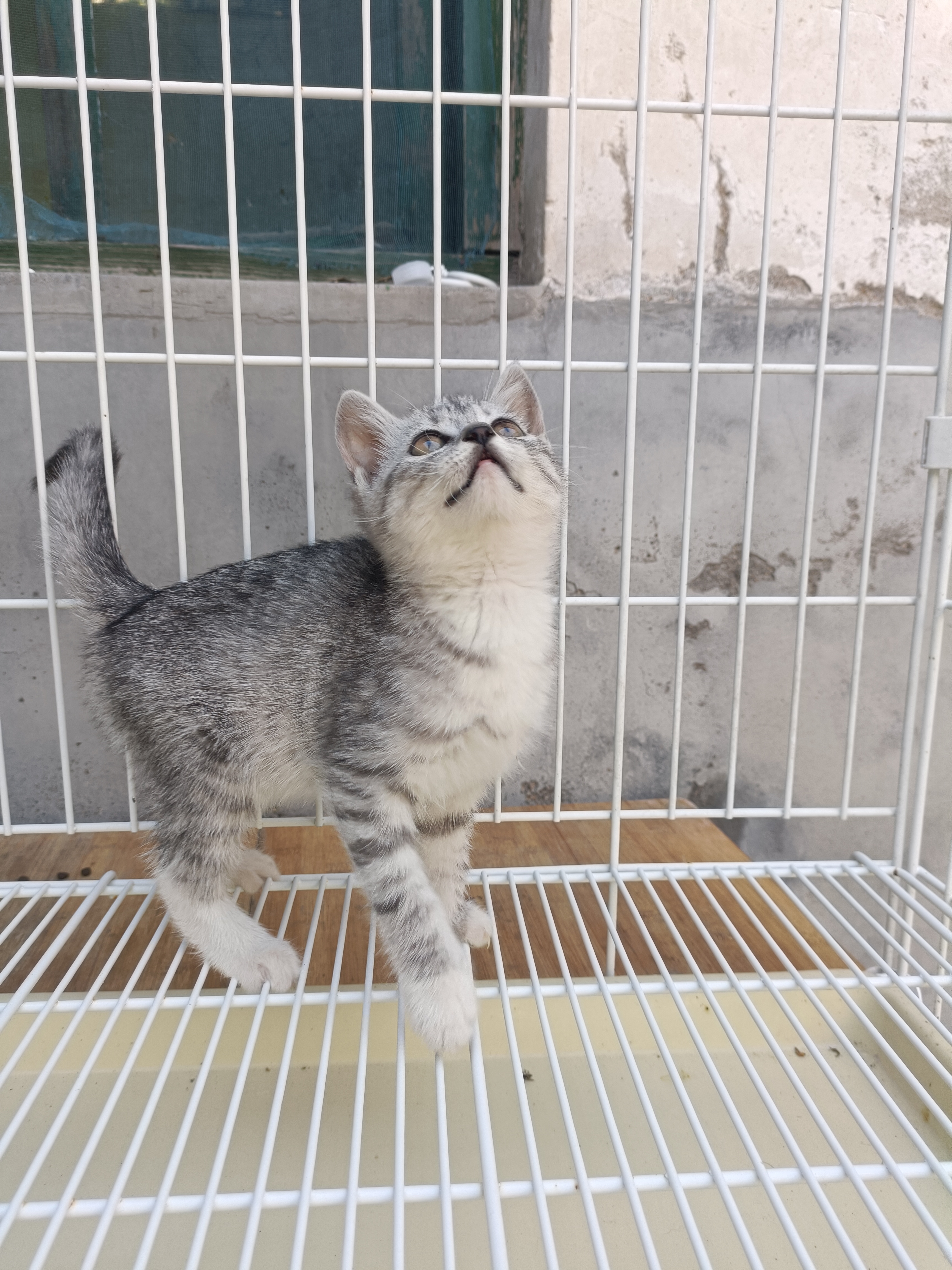 美短虎斑猫